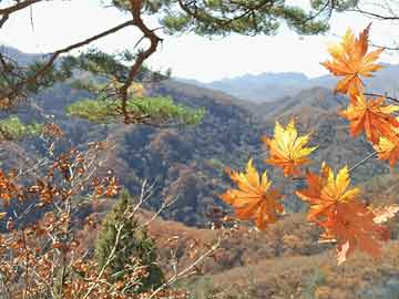 山鷹紙業(yè)重組最新進(jìn)展，重塑未來(lái)，引領(lǐng)行業(yè)變革