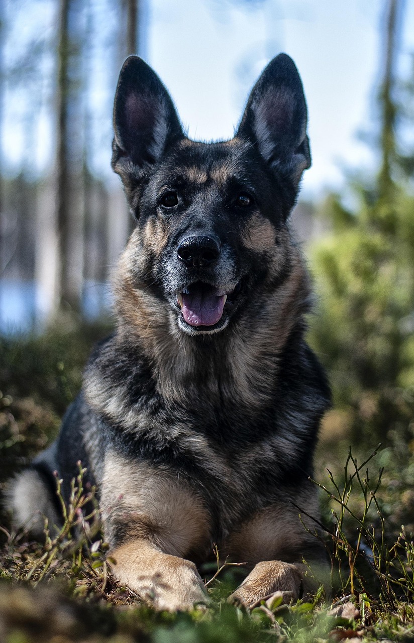 最新比特犬戰(zhàn)犬出售信息，特點詳解與購買指南